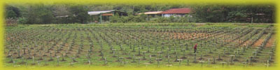 Plantation